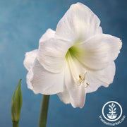 Amaryllis Bulbs - 24/26 - Maria Goretti