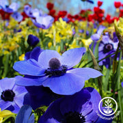 Anemone Bulbs - Galilee Blue