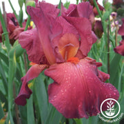 Bearded Iris Bulbs - Red