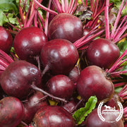 Beet Seeds - Ruby Queen (Organic)