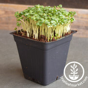 Broccoli Microgreens