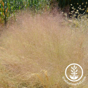 Grass Seeds - Cloud