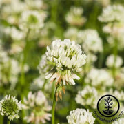 Clover  White Dutch