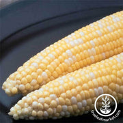 Corn se Ambrosia Hybrid 