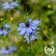 Black Cumin Seeds Flower