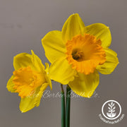 Daffodil Bulbs - Large Cupped 'Fortune'