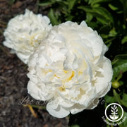 Peony Bulbs - Duchess de Nemours