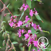 Clarkia Seeds - Clarkia Mix