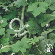 Gourd Seeds - Extra Long Snake