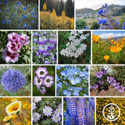 Grandview Native Wildflower Seeds Mix Collage