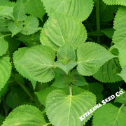 Green Ohaba Ao Shiso perilla