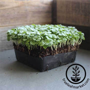 Basil - Genovese - Microgreens Seeds