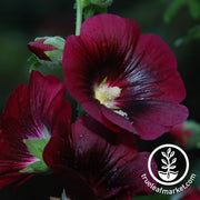 Hollyhock Seeds - Nigra