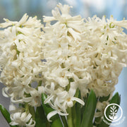 Hyacinth Bulbs - Carnegie/Top White