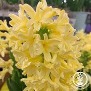 Hyacinth Bulbs - Gipsy Princess