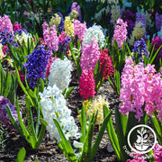 Hyacinth Bulbs - Mixed