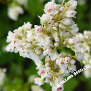 Buckwheat Seeds - Japanese