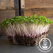 Kale Red Russian Microgreens