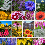 Northeast Wildflower Seeds Mix Collage