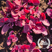 Orach Red Organic