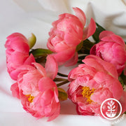 Peony Bulbs - Coral Sunset