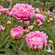 Peony Bulbs - Dr. Alexander Fleming