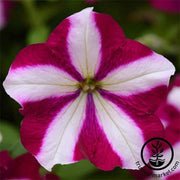 Petunia Easy Wave Series pelleted Burgundy Star