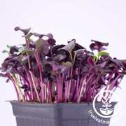 Purple Radish Microgreens