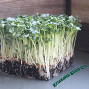 Radish - Minowase - Microgreens 