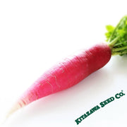 Radish Seeds - Red Arrow