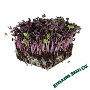 Sango Purple Radish Microgreens 