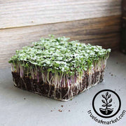 Spicy Salad Mix Microgreens 