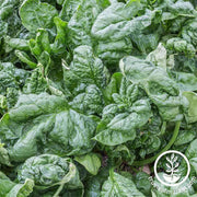 Spinach-Bloomsdale-Long-Standing-Organic