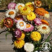 Strawflower Tall Double Mix