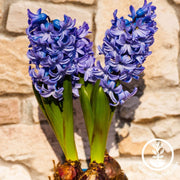 Hyacinth Bulbs - Blue Jacket