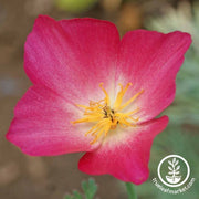 Carmine King California Poppy Flower