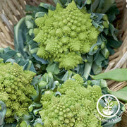 Veronica romanesco cauliflower seeds up close