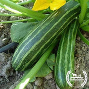 Zucchini Seeds - Cocozelle - Organic