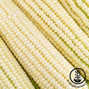 Corn Seeds - Sweet - Silver King Hybrid Overstock