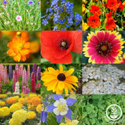 Deer Resistant Wildflower Seed Mix Collage