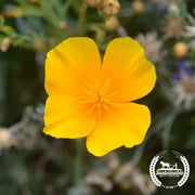 Organic California Poppy Flower