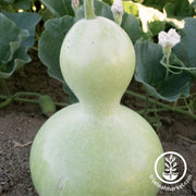 Bottle Gourd