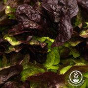 Lettuce Seeds - Butterhead - Burgandy Boston