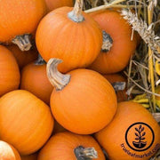 Pumpkin Seeds - Harvest Bush F1 - Clearance Seeds