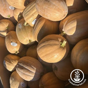 Autumn Buckskin Pumpkins