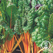 Swiss Chard Oriole Orange Grown