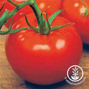 Tomato Seeds - Ace 55 VF (Organic) - Clearance Seeds up close