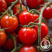 large red cherry tomato seeds up close