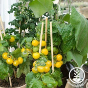 patio choice yellow f1 tomato seeds up close