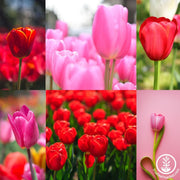 Darwin Hybrid Tulip Bulb Pink and Red Mix Collage